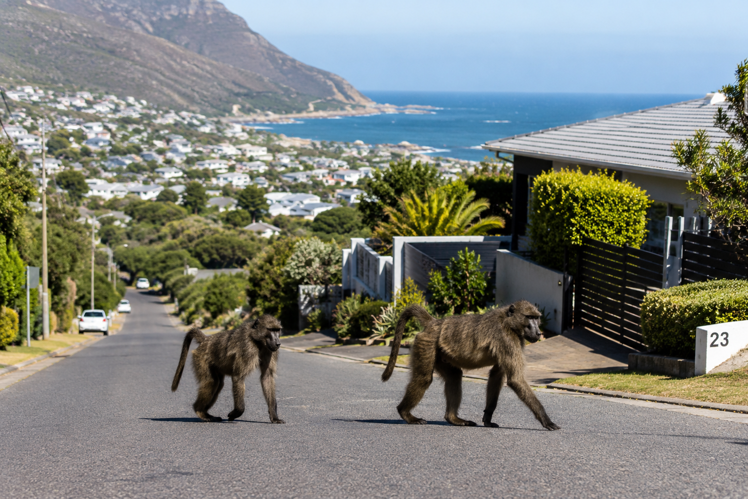Two baboons walking down a Cape Peninsula suburban road